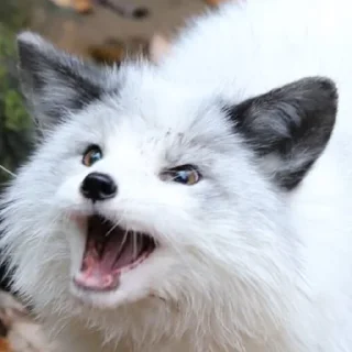 [sticker](media:AAMCAQADHQI9ls-AAAEag9doMtpEVo8J3dZoKaDmzJ0j5e__HQACrgADT4fkCPNF263_XK0pAQAHbQADNgQ@telegram)