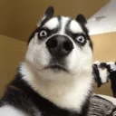 [sticker](media:AAMCAgADHQI9GfldAAECDR1n8gqXurkxPBz10iEiW9Tgk83hcAACDAMAAlwCZQPuXuCGmkFtTwEAB20AAzYE@telegram)