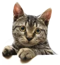 [sticker](media:AAMCAgADHQJAQwEmAAELHYxeN_DTLfH7c08RUty6-jRFwLO8BgACrAEAAvFCvwWArK4HK-xpeCQjhCoABAEAB20AAwI5AAIYBA@telegram)