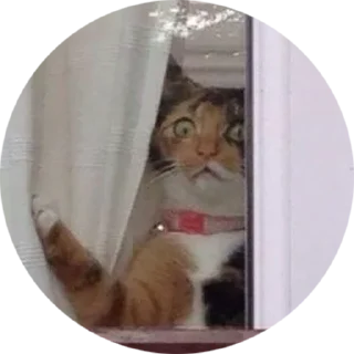 [sticker](media:AAMCAgADHQJAQwEmAAELLFVeT1-1ECUPUekPzV2WdnrK4IRzJwAC1AkAAvFCvwWsEtsFAAFxIdUCwYUPAAQBAAdtAAN8CwACGAQ@telegram)