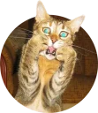 [sticker](media:AAMCAgADHQJAQwEmAAELMb5eU84hBKoux01U0-VBKosVXRKbSwACjQkAAvFCvwWfJqLaIggVlsSLtw0ABAEAB20AA9kLAAIYBA@telegram)