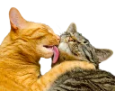 [sticker](media:AAMCAgADHQJAQwEmAAELNNteVijTniEcfdySOJC3LU3UEu6J9AACtAEAAvFCvwX_2Z5Ey5j38X47hCoABAEAB20AA-ExAAIYBA@telegram)