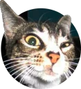 [sticker](media:AAMCAgADHQJAQwEmAAELcBxer6VhT1QJgUqbaqMdAWrEeJmcNwACdgkAAvFCvwVXdBzPW0glRL6itw0ABAEAB20AA49lAAIZBA@telegram)