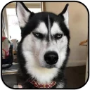 [sticker](media:AAMCAgADHQJAQwEmAAEMT4NfjWGHXZuHA1w7D8Ckg1C3Mg6ugAACngwAAujW4hJrAtyE7EGJ5zFRtg4ABAEAB20AA9dlAAIbBA@telegram)