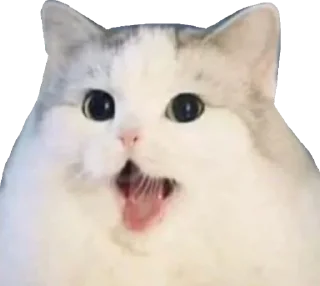 [sticker](media:AAMCAgADHQJCTFSvAAI05WD-0mZlfuLuqvjmVDN322UUD9bIAAKxAQACwwnwA11wjbegYjxfAQAHbQADIAQ@telegram)