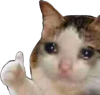 [sticker](media:AAMCAgADHQJCTFSvAAI9R2EHsXkNyd8EQ503OE2CnLam4XaYAAK7AQACwwnwA9uL-AX8QGXWAQAHbQADIAQ@telegram)