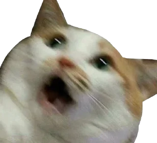 [sticker](media:AAMCAgADHQJCTFSvAAIxcmD-SajPEe8ueXBOFIl6rthzHouAAAJxAQACwwnwA20NO0SJcoycAQAHbQADIAQ@telegram)
