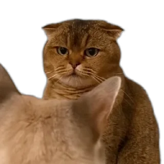 [sticker](media:AAMCAgADHQJDr2X7AAEBf8JnH6O_spw-756EUXzk23QjEBrKZAACM0MAAhVhYUi0Cug_bTD1aQEAB20AAzYE@telegram)