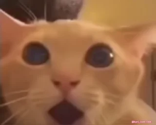 [sticker](media:AAMCAgADHQJDr2X7AAEBu4tpgHp2DqZhgwm0FtiY_rcHEu4mnwACo0oAAvkMSEmYT-xh4q6LbAEAB20AAzgE@telegram)