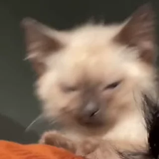 [sticker](media:AAMCAgADHQJDr2X7AAEBvP1pj6ou6bUrGl1s1kLgoCoj9LcNVgACJxYAAu3CkUiH0mAc4KzRBAEAB20AAzoE@telegram)