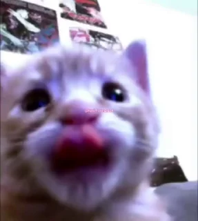 [sticker](media:AAMCAgADHQJDr2X7AAEBvqhpnCd-EoLvnFKr0FViyf9JyuHu7QACm0UAAnjZCUrCVneGBxDmBQEAB20AAzoE@telegram)