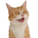 [sticker](media:AAMCBAADHQI_K-iKAAECz9leLpHz8CmL_laBrmy0qSy0K2-8bAACnwADFZIyDijnNMv6U8RfaqHhGQAEAQAHbQADsQADGAQ@telegram)