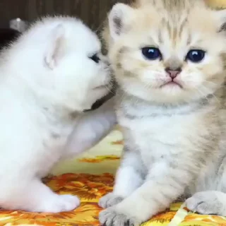 [sticker](media:AAMCBAADHQJDr2X7AAEBv31ppDWSM-fHRl13jmbApjfEDvEwigAC5Q0AAlKC-FBQkfNky3_cOQEAB20AAzoE@telegram)