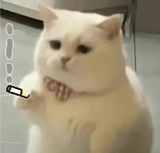 [sticker](media:AAMCBQADHQI9GfldAAEB3PRmusCP2A1ECljbUe1vcMAIV5-YUgACDA4AAmbp6FSyowFYx2G8fAEAB20AAzUE@telegram)