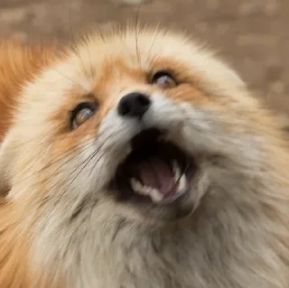 [sticker](media:AAMCBQADHQI9ls-AAAEae8VnJ5Fkdec3XpmVxJRtofc2LigITwACRRAAAm1XmVQHrEad9Ns8tQEAB20AAzYE@telegram)