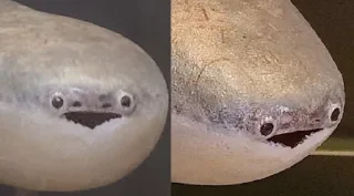 [sticker](media:AAMCBQADHQI9ls-AAAEagkhoDf3OBP_Cc6W39HEE3-556UCqFAACTwwAAoGoWVQVAjPi89BnogEAB20AAzYE@telegram)