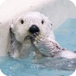 [sticker](media:AAMCBQADHQI9ls-AAAEahpposEjyPnp2axL-8Krxd0hix2LYtgAC2RAAAtgp2VUgsk79UDXx0AEAB20AAzYE@telegram)