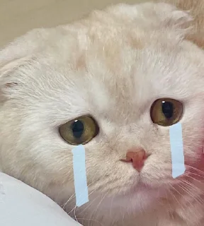 [sticker](media:AAMCBQADHQJCTFSvAAIsXGCmeZAL6MPCaLeb5Y03SQPmKtE0AAI6AgAC7yPJV6WuX4hZLRDhq72yc3QAAwEAB20AA2NPAAIfBA@telegram)