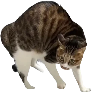 [sticker](media:AAMCBQADHQJDr2X7AAEB0W9qZe88Q33C0W7qAZ-vFhVPVt6wWAACnCAAAtkxqVYWeGlE6A9AagEAB20AAz0E@telegram)