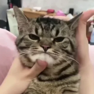 [sticker](media:AAMCBQADHQJDr2X7AAEBmRBn1p9rD2B8GQyyAlrpXA6R1W5KowAC3goAApN1YVbn2iONffKkGgEAB20AAzYE@telegram)