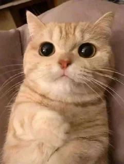 [sticker](media:AAMCBQADHQJWtdtwAAIVqGCL3-QzQxya_lPpOz4Fb4sHP4w3AAK3AQAC1YPYECu2ITQOhDZVjb1eanQAAwEAB20AA8MqAAIfBA@telegram)