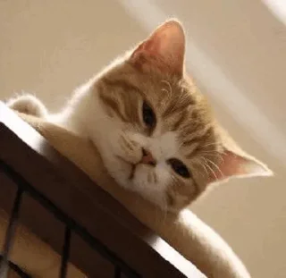 [sticker](media:AAMCBQADHQJWtdtwAAIrWGCSM3NAC4HK4H7PavfdBAxxQxLCAALTAQAC1YPYEGySTnkZil2kd_OHanQAAwEAB20AA504AAIfBA@telegram)