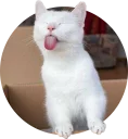 [sticker](media:AAQCAAN5CQAC8UK_BXx5s0_mEy4g7JfjDQAEAQAHbQADKVcAAhYE@telegram)