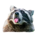 [sticker](media:AAQCAANCAAON5LIHeipEpAYPpPO664IqAAQBAAdtAAONGAACFgQ@telegram)