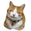 [sticker](media:AAQCAAPaAAMcvTYCuRYzoiibhTpsH4QqAAQBAAdtAAN_PwACFgQ@telegram)