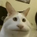 [sticker](media:AAQCABMOtg8OAARd7qTeVY5V1FsPAAIC@telegram)