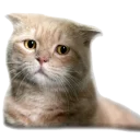 [sticker](media:AAQCABMS-4IqAAQkn63fO9Kn25JBAAIC@telegram)