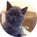 [sticker](media:AAQCABMc8w8OAAQddT0Sb5hWrd-dAAIC@telegram)