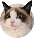 [sticker](media:AAQCABMeGBAOAASLxIV9hnaz4SJ5AAIC@telegram)