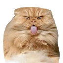 [sticker](media:AAQCABN_LYQqAASegSSkaaGd8Cs8AAIC@telegram)
