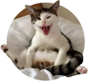 [sticker](media:AAQCABNhCxAOAAR8puAAARNUC3yBqQACAg@telegram)