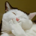 [sticker](media:AAQCABNpY3ENAAR3NYspEOyDBscoAAIC@telegram)