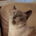 [sticker](media:AAQCABNpv-MNAARxIO6GkB3gUdkMAAIC@telegram)