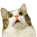 [sticker](media:AAQCABOrgYQqAARw29bGyscnFhonAAIC@telegram)