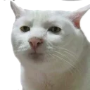 [sticker](media:AAQCABP45oIqAARs45lL1EX8YPQ_AAIC@telegram)