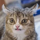 [sticker](media:AAQCABP4TksNAARMhiCtAXQY2Q4TAgABAg@telegram)