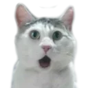 [sticker](media:AAQCABPN44IqAAScacpGaXYAAauQQQACAg@telegram)