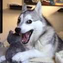 [sticker](media:AAQCABPWPXENAAS-pa2AtUmOni4nAAIC@telegram)