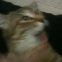 [sticker](media:AAQCABPfV-MNAAScehd78b2C3LAiAAIC@telegram)