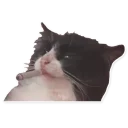 [sticker](media:AAQEABNrrI8aAATy2WgDFZ43uSZjAAIC@telegram)
