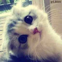 [sticker](media:AAQEABOXGWAZAAQIeKS3JFtugNAVAAIC@telegram)