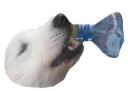[sticker](media:AAQEABOjYY8wAARZElANWa3cIUcSAAIC@telegram)