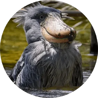 [sticker](media:AAQFAAP5AAPZLIkP6c8Vkb5VkE0DkgIzAAQBAAdtAANRUAACFgQ@telegram)