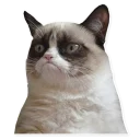 [sticker](media:AAQFABNOaL4yAAQVD21P7VlJqGwWAAIC@telegram)