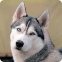 [sticker](media:AAQFABO-DcoyAAQEG7Z5CXcHUuJaAAIC@telegram)