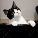 [sticker](media:AAQFABOEkMoyAAThQyhWodcG6EcoAAIC@telegram)